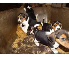 5 Beagle puppies available - 2