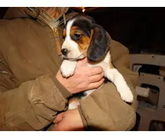 5 Beagle puppies available - 3