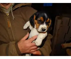 5 Beagle puppies available - 5