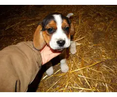 5 Beagle puppies available - 6