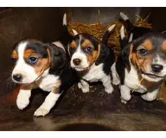 5 Beagle puppies available - 7