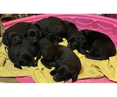 3 boys black Labrador puppies for sale