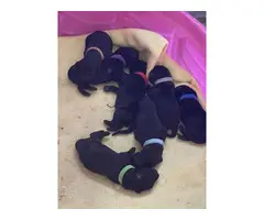3 boys black Labrador puppies for sale - 2