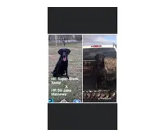 3 boys black Labrador puppies for sale - 6