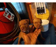 4 playful pitbull puppies ready now