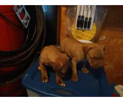 4 playful pitbull puppies ready now - 2