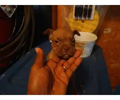 4 playful pitbull puppies ready now - 5