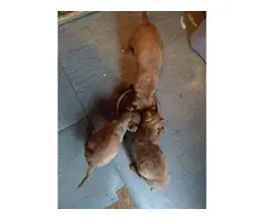 4 playful pitbull puppies ready now - 8