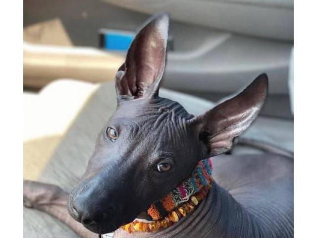 Male Xoloitzcuintli for sale in Sacramento, California - Puppies for