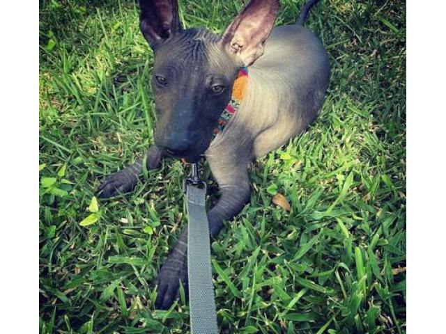 xoloitzcuintli toy size for sale