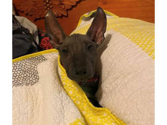 xoloitzcuintli toy size for sale