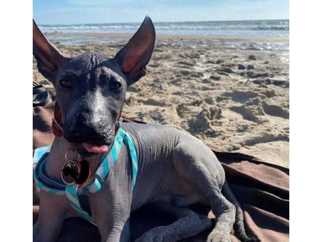 xoloitzcuintli toy size for sale