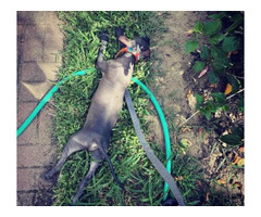 xoloitzcuintli