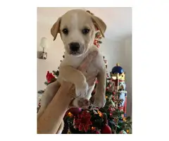 8 weeks old Boxador puppies - 3
