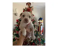 8 weeks old Boxador puppies - 6