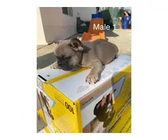 2 males and 3 females Full AKC French bulldog puppies for sale