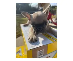 2 males and 3 females Full AKC French bulldog puppies for sale - 4