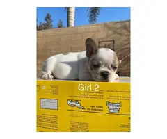 2 males and 3 females Full AKC French bulldog puppies for sale - 5