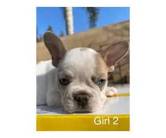 2 males and 3 females Full AKC French bulldog puppies for sale - 6