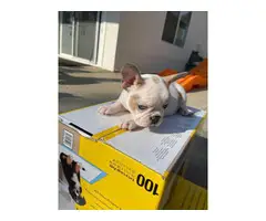 2 males and 3 females Full AKC French bulldog puppies for sale - 7