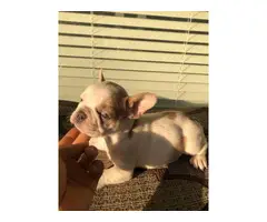 2 males and 3 females Full AKC French bulldog puppies for sale - 8