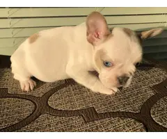 2 males and 3 females Full AKC French bulldog puppies for sale - 9