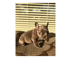 2 males and 3 females Full AKC French bulldog puppies for sale - 12