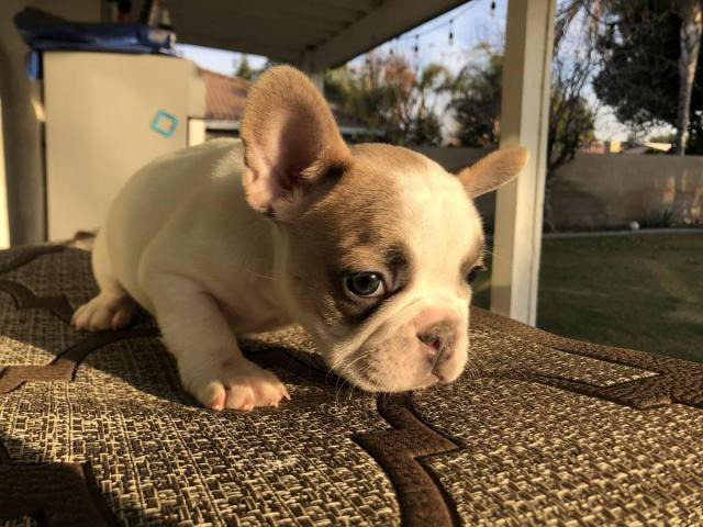 2 males and 3 females Full AKC French bulldog puppies for
