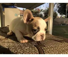 2 males and 3 females Full AKC French bulldog puppies for sale - 16