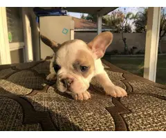 2 males and 3 females Full AKC French bulldog puppies for sale - 17