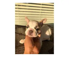 2 males and 3 females Full AKC French bulldog puppies for sale - 18