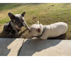 2 males and 3 females Full AKC French bulldog puppies for sale - 19