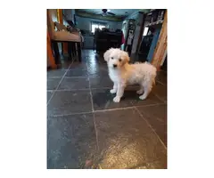 8 weeks Goldendoodle Puppies for Sale - 3