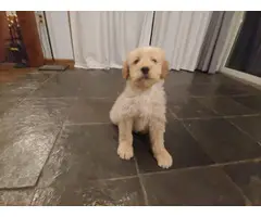 8 weeks Goldendoodle Puppies for Sale - 5
