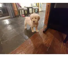 8 weeks Goldendoodle Puppies for Sale - 6