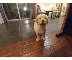 8 weeks Goldendoodle Puppies for Sale - 8