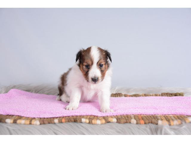 AKC Shetland Sheepdog Puppies in , Ohio - Puppies for Sale ...