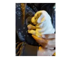 2 Harlequin Min Pin puppies for adoption - 3