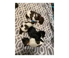 AKC standard poodle puppies for Sale - 1