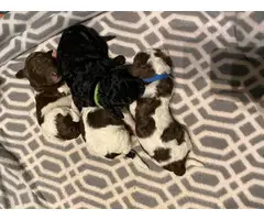 AKC standard poodle puppies for Sale - 5