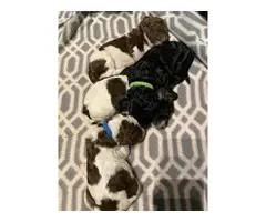 AKC standard poodle puppies for Sale - 6