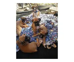 4 male 3 female Boxer puppies for sale