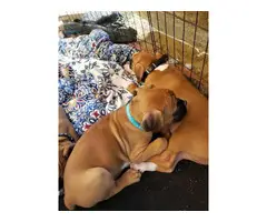 4 male 3 female Boxer puppies for sale - 2