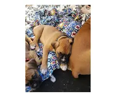 4 male 3 female Boxer puppies for sale - 3