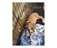 4 male 3 female Boxer puppies for sale - 4