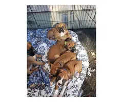 4 male 3 female Boxer puppies for sale - 7
