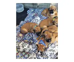 4 male 3 female Boxer puppies for sale - 8
