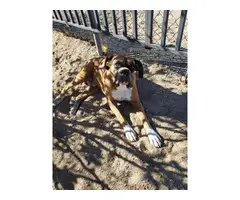 4 male 3 female Boxer puppies for sale - 9