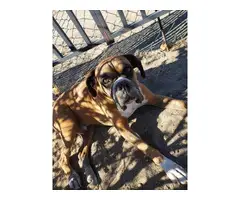 4 male 3 female Boxer puppies for sale - 10