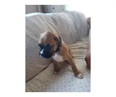 4 male 3 female Boxer puppies for sale - 11